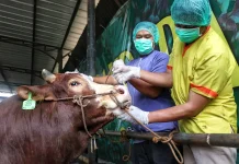 Kementan Perkuat Edukasi Kurban Sehat dan Higienis jelang Iduladha 1447 Hijriah