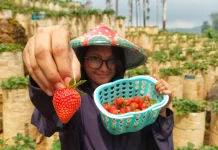 Agrowisata Petik Stroberi, Destinasi Segar dengan Pengalaman Berbeda