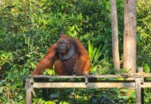 Deforestasi Makin Masif, Populasi Orangutan Sumatera dan Tapanuli Makin Menurun