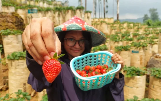 Agrowisata Petik Stroberi, Destinasi Segar dengan Pengalaman Berbeda