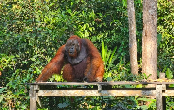 Deforestasi Makin Masif, Populasi Orangutan Sumatera dan Tapanuli Makin Menurun