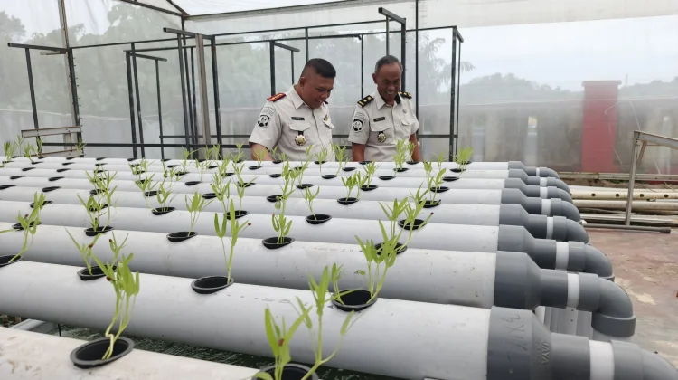 Budidaya Pangan Lapas Samarinda Dukung Ketahanan Internal