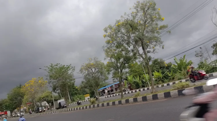 Samarinda Senja Hari, Bunga Tabebuya Bermekaran