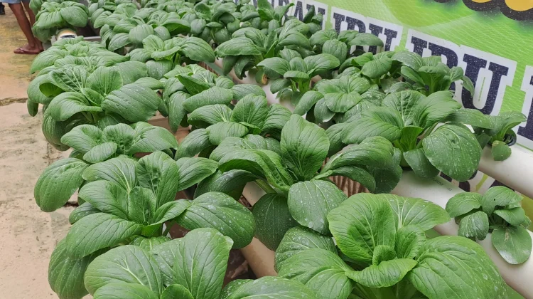 Hasil Budidaya Sayur hingga Ternak Lele Warga Binaan Lapas Kelas IIA Samarinda