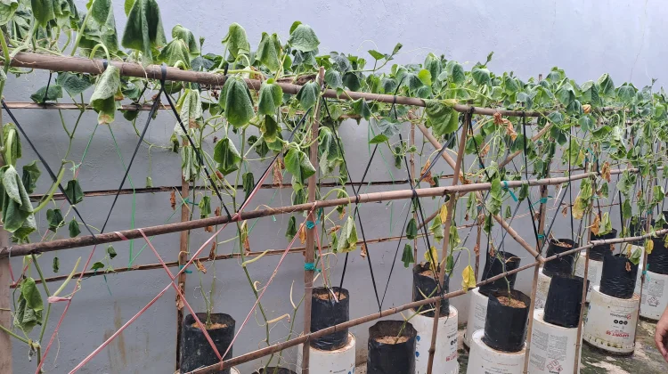 Hasil Budidaya Sayur hingga Ternak Lele Warga Binaan Lapas Kelas IIA Samarinda