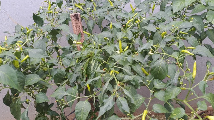 Hasil Budidaya Sayur hingga Ternak Lele Warga Binaan Lapas Kelas IIA Samarinda