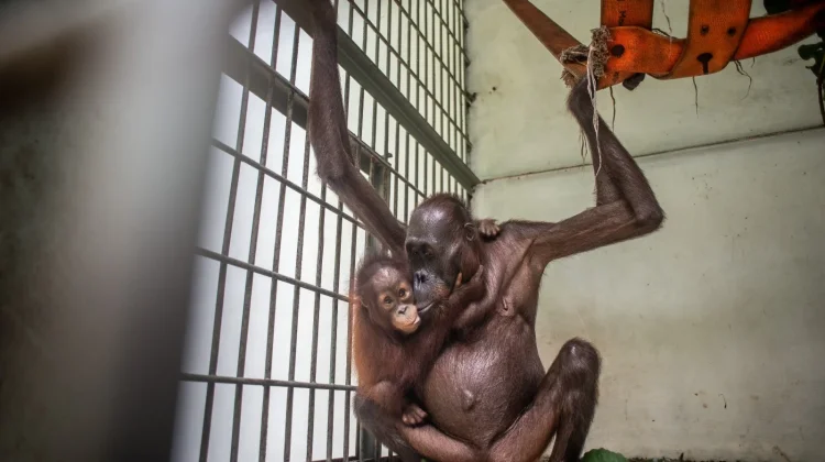 Tubuh Tinggal Tulang, Kisah Mauliyan Induk Orangutan di Kaltim yang Sempat Viral