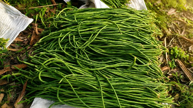 Petani Milenial Palaran Dinilai Strategis Jaga Pasokan Pangan Penyangga IKN