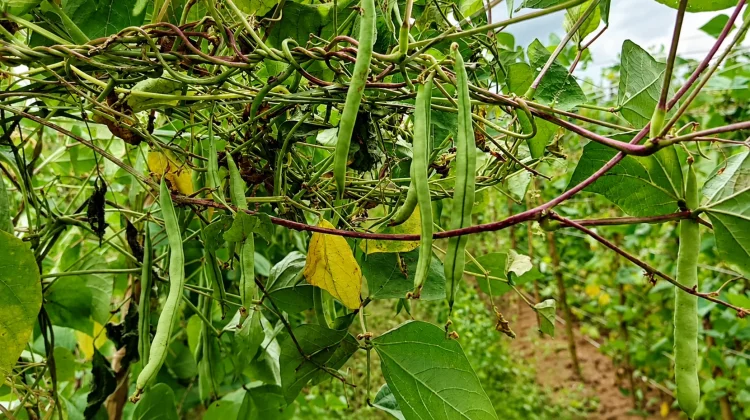 Petani Milenial Palaran Dinilai Strategis Jaga Pasokan Pangan Penyangga IKN