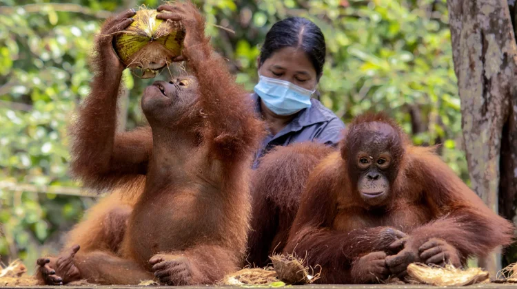 Hari Orangutan Sedunia: Menjaga Habitat, Menjaga Kehidupan
