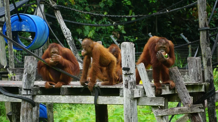 Hari Orangutan Sedunia: Menjaga Habitat, Menjaga Kehidupan