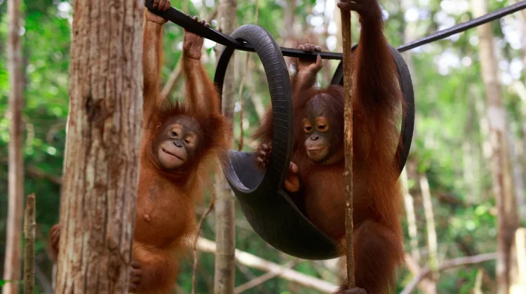 Hari Orangutan Sedunia: Menjaga Habitat, Menjaga Kehidupan