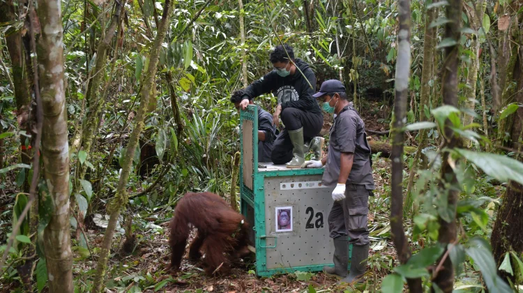 Hari Orangutan Sedunia: Menjaga Habitat, Menjaga Kehidupan