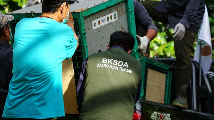 Hari Orangutan Sedunia: Menjaga Habitat, Menjaga Kehidupan