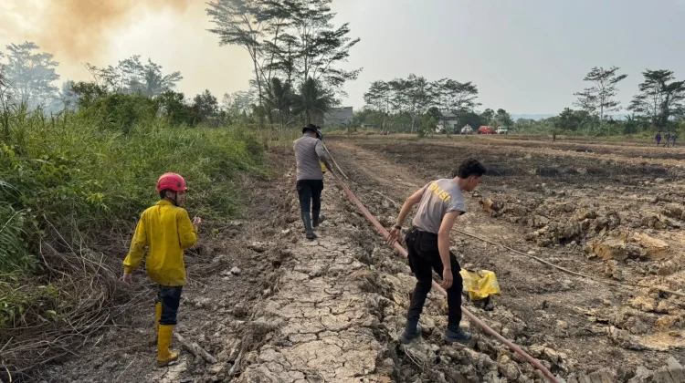 Pemadaman Api yang Hanguskan Tiga Hektare Lahan Bekas Sawah di Lempake