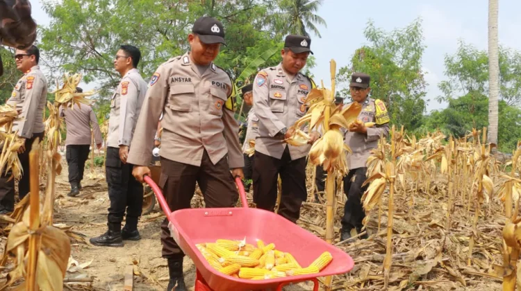 Polresta Samarinda Panen Satu Ton Jagung di Loa Janan Ilir