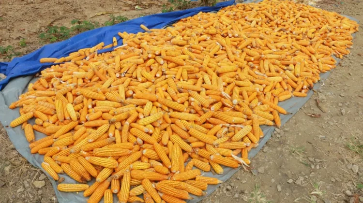 Polresta Samarinda Panen Satu Ton Jagung di Loa Janan Ilir