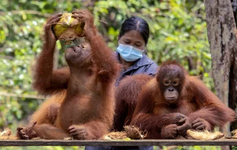 Hari Orangutan Sedunia: Menjaga Habitat, Menjaga Kehidupan