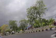 Samarinda Senja Hari, Bunga Tabebuya Bermekaran