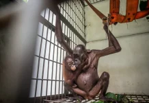 Tubuh Tinggal Tulang, Kisah Mauliyan Induk Orangutan di Kaltim yang Sempat Viral