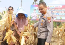Polresta Samarinda Panen Satu Ton Jagung di Loa Janan Ilir