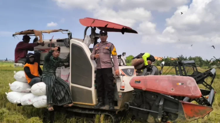 Potret Panen Raya di Kabupaten Pamekasan
