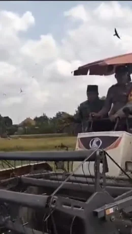 Potret Panen Raya di Kabupaten Pamekasan