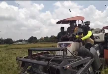 Potret Panen Raya di Kabupaten Pamekasan