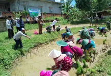 El Nino, Bangkalan Siap Tanam Padi Dukung Ketahanan Pangan