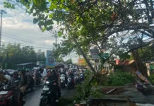 Pohon Tumbang Akibat Hujan Angin, Akses Jalan Ketileng Kota Semarang Tersendat