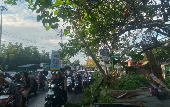Pohon Tumbang Akibat Hujan Angin, Akses Jalan Ketileng Kota Semarang Tersendat