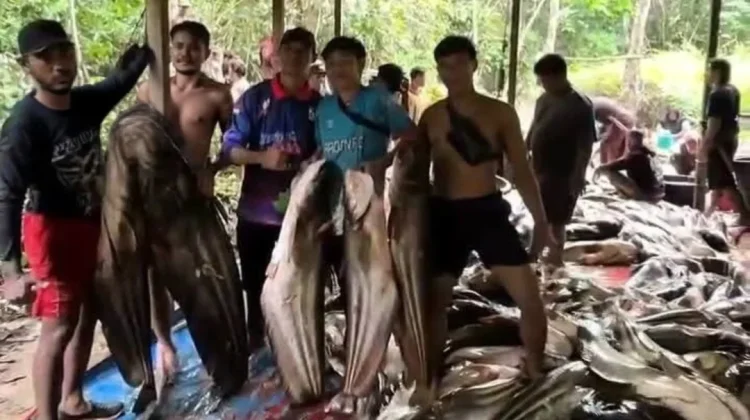 Warga Kapuas Hulu Panen 2 Ton Ikan Tapah Raksasa