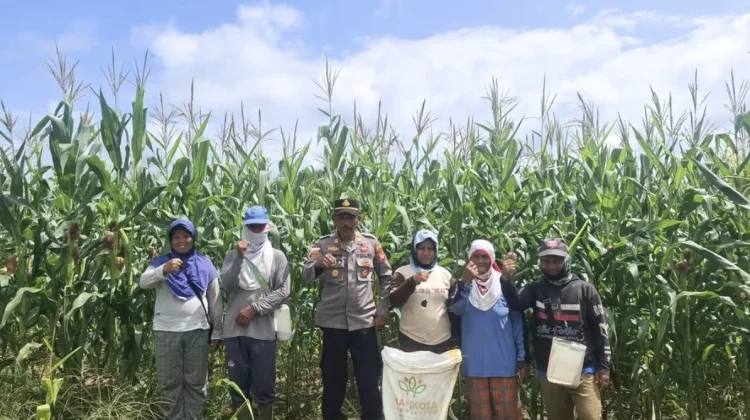 Kontrol Lahan Jagung Binaan, Polsek Embaloh Hulu Dukung Ketahanan Pangan