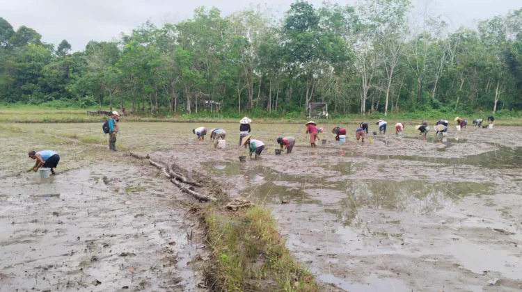 Penanaman Padi 50 Hektar Serempak 25 Provinsi di Indonesia
