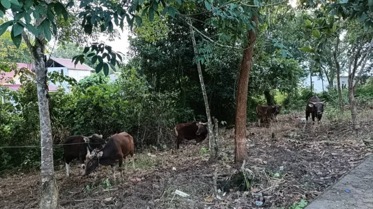 Masjid Al-Hamid Laksanakan Penyebelihan Hewan Kurban 7 Ekor Sapi dan 2 Ekor Kambing