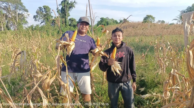 Gabsi Polres Melawi Panen Jagung di Desa Kelakik