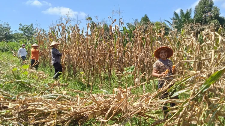 Polsek Belimbing Panen Jagung di Desa Pemuar