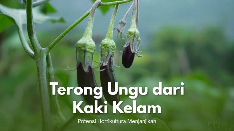 Terong Ungu dari Kaki Kelam, Potensi Hortikultura Menjanjikan
