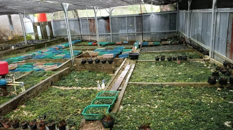 Cara Melakukan Budidaya Taman Hias Bucephalandra di Farm.