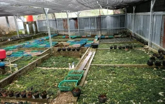 Cara Melakukan Budidaya Taman Hias Bucephalandra di Farm.