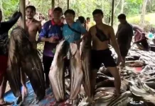 Warga Kapuas Hulu Panen 2 Ton Ikan Tapah Raksasa