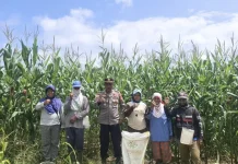 Kontrol Lahan Jagung Binaan, Polsek Embaloh Hulu Dukung Ketahanan Pangan