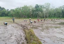Penanaman Padi 50 Hektar Serempak 25 Provinsi di Indonesia