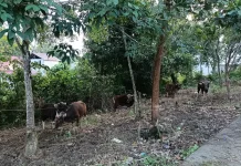 Masjid Al-Hamid Laksanakan Penyebelihan Hewan Kurban 7 Ekor Sapi dan 2 Ekor Kambing