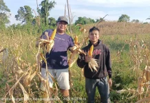 Gabsi Polres Melawi Panen Jagung di Desa Kelakik