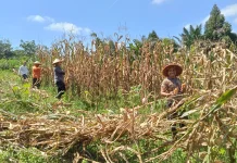 Polsek Belimbing Panen Jagung di Desa Pemuar