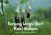 Terong Ungu dari Kaki Kelam, Potensi Hortikultura Menjanjikan
