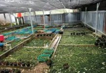Cara Melakukan Budidaya Taman Hias Bucephalandra di Farm.