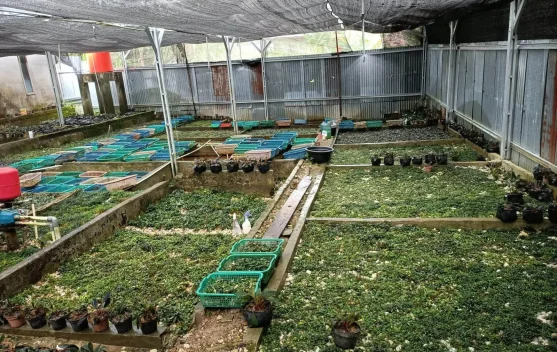 Cara Melakukan Budidaya Taman Hias Bucephalandra di Farm.
