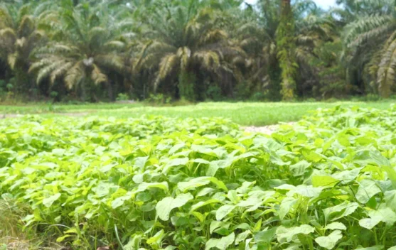Tanaman Bayam,Mengatasi Serangan Hama dan Penyakit